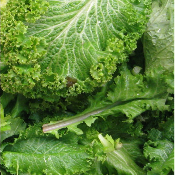 Mustard Greenwave Great Heirloom Vegetable by Seed Kingdom Bulk 1/4 Lb Seeds
