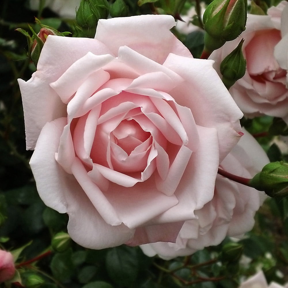 Heirloom Roses Pink Rose Bush - The New Dawn Plant , Live Fragrant Climbing Plants For Outdoors