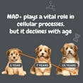 thumbnail image 6 of P.A.W.S. NAD+ Precursor Supplement for Dogs - Powder, 30 Sachets, 6 of 7
