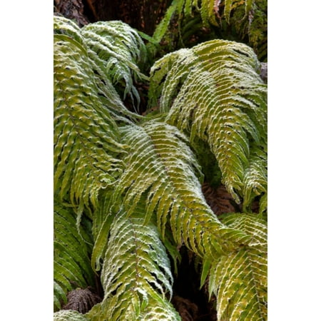 Kiokio covered in frost Okarito Westland National Park west coast New Zealand Poster Print by Colin