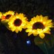 thumbnail image 1 of Luces de jardín solares LED Lámpara de girasol impermeable para exteriores | Cambio de color | Tallos ajustables | IP66 resistente a la intemperie | Batería Ni-MH de 1,2 V/600 mAh | 1 paquete, 1 of 9