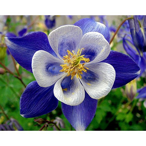 Generic 50 Bright Blue White Columbine Seeds Flower Perennial Flowers Seed Bloom Perennial Flower Garden Seed Flowers Seed Flower