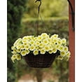 thumbnail image 3 of 100+ Mixed Petunia Climbing Flower Seeds Plants Garden Bonsai Perennial Flowers, 3 of 3