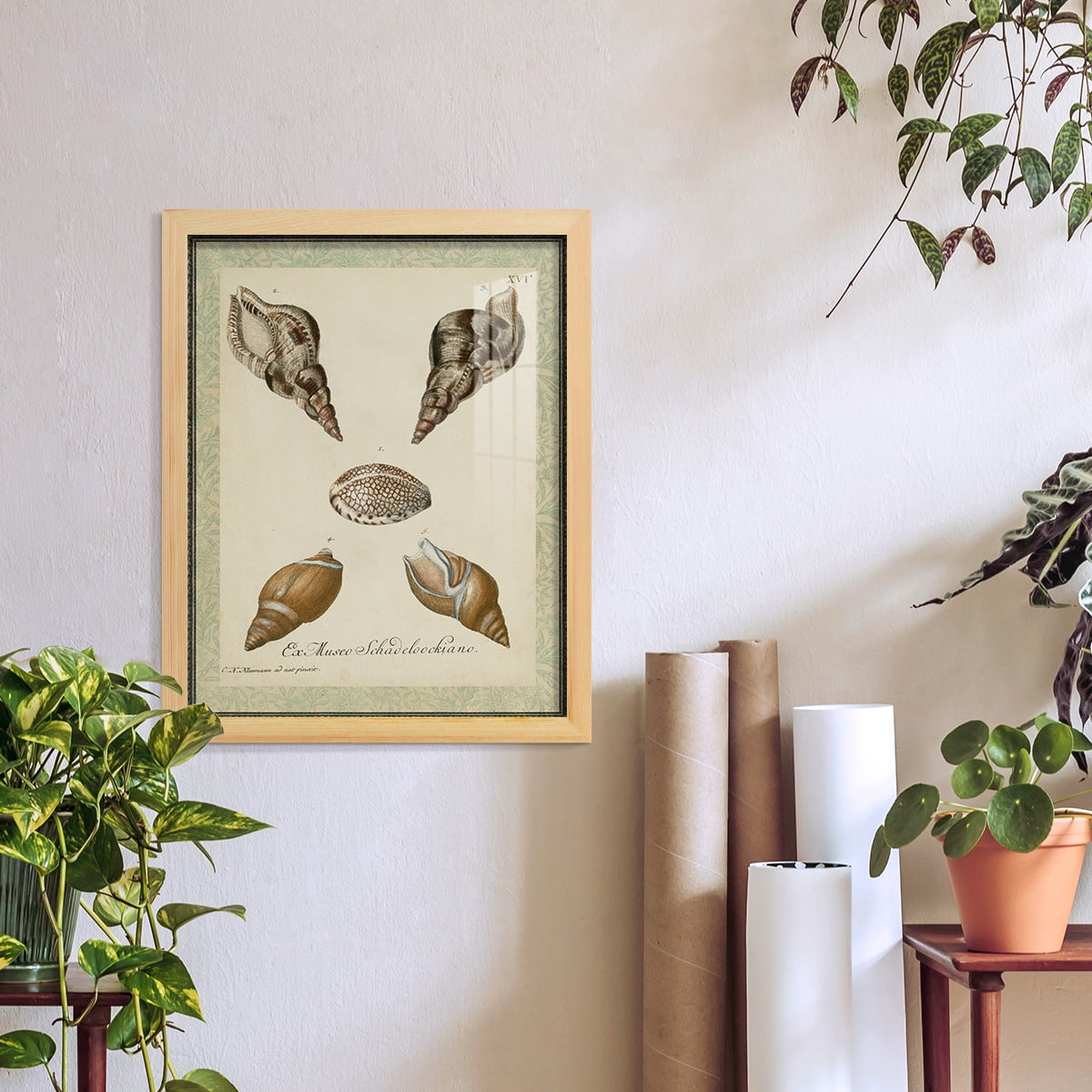 Bookplate Shells VIII - Framed Print w/glass - Natural Wood