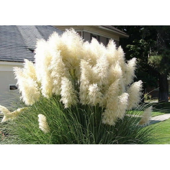 100 True Ivory/ White Pampas Grass Seeds for Planting - Ornamental Grass seeds - Hardy Perennial Flower Seeds