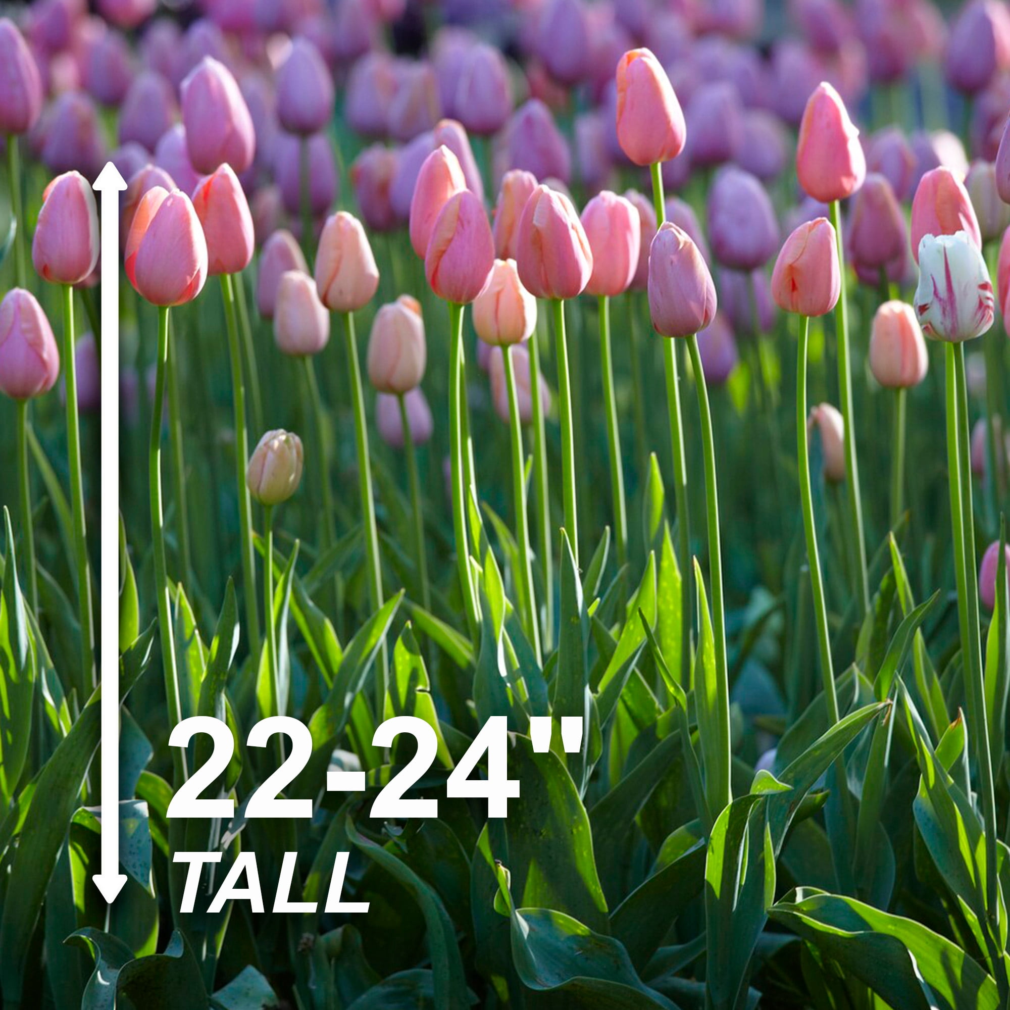 Garden State Bulb Single Late Pink Menton Tulip Flower Bulbs, 12/+ cm (Bag of 25)