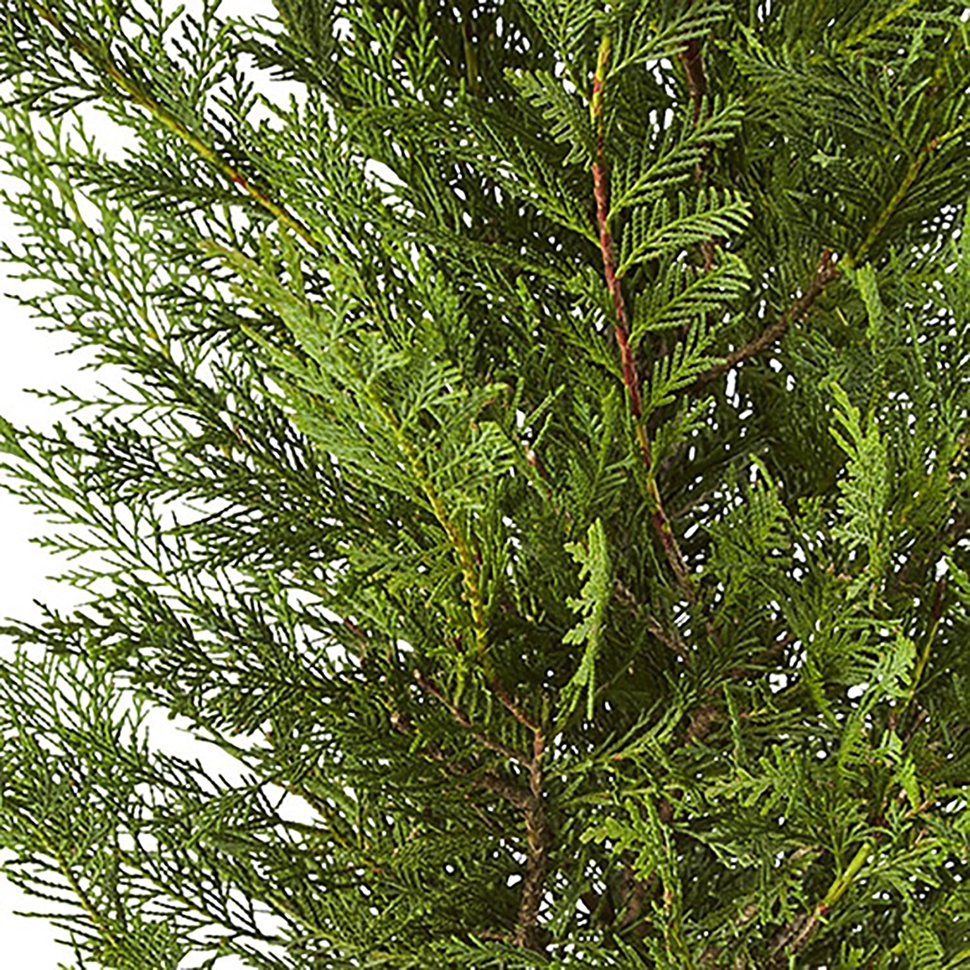 Expert Gardener 2.25 Gallon Leyland Cypress Evergreen Live Shrub