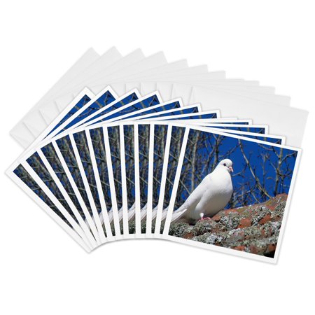 3drose, a White Dove Sitting on a Roof Top at the Hamilton Gardens in New Zealand, 12 Greeting Cards with Envelopes
