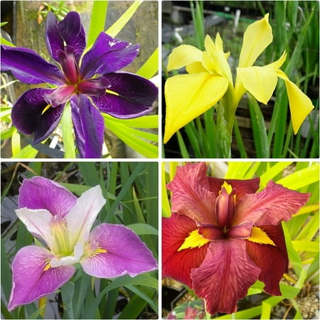 Louisiana Iris Bog Pond Plants Bundle - 4 Pre-Grown Louisiana Irises Marginal Pond Plants in Purple, Red, Yellow, White from AquaLeaf Aquatics