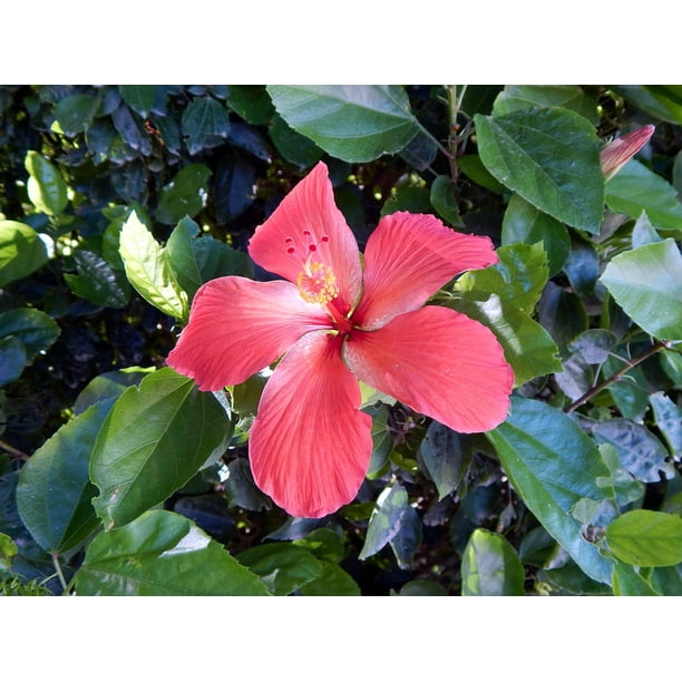 Saƒae A A Aƒa Sa A O Lourenaƒae A A Aƒa Sa A O Do Sul Rio Grande Do Sul Flower Inch By 30 Inch Laminated Poster With Bright Colors And Vivid Imagery Fits Perfectly In Many Attractive Frames Walmart Com Walmart Com