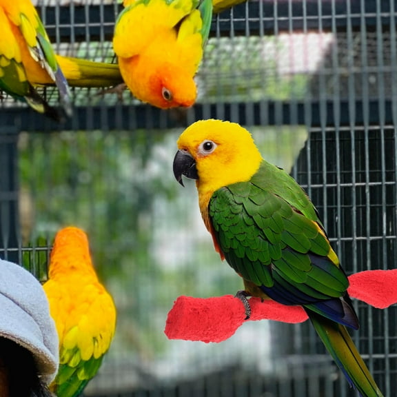 LOLIPPYY Grind Stand Cage Accessory Made from Safe, Materials for Pet Birds