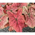 thumbnail image 3 of Blue Buddha Farm: Splash of Wine Caladium (2 Bulbs) - Easy to Grow Indoor or Outdoor Perennial Plant, 3 of 8