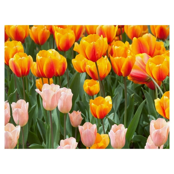 Masterpiece Art Gallery Two-Toned Tulips Orange & Pink by Robin Constable Hanson Canvas Art Print 18" x 24"