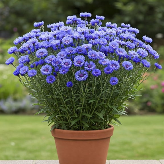 Mr Fothergill's Wild Cornflower Oh Sow Simple Flower Seed Easy to Grow