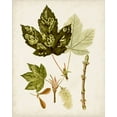 thumbnail image 2 of Unknown  12x14 Gold Ornate Wood Framed with Double Matting Museum Art Print Titled - Antique Leaves V, 2 of 4