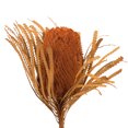 thumbnail image 2 of Vickerman 12" Jumbo Autumn Banksia Flower with Dyed Foliage, Natural Preserved Dried Plant for Wedding Bouquets Home Decor or Everyday Arrangements 3 Per Pack, 2 of 2