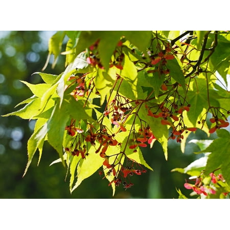 10 Seeds RARE Japanese Full Moon Maple - Hinauchiwa Kaede - gold to red Fall Leaves- purple flowers-Acer