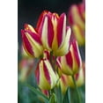 thumbnail image 2 of Rotenberg, Nancy 23x32 Gold Ornate Wood Framed with Double Matting Museum Art Print Titled - USA, Ohio Close-up of tulip variety, 2 of 4