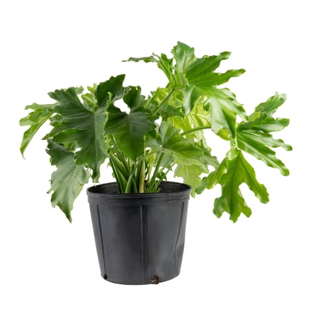 Costa Farms 22" Tall Philodendron Selloum, Medium Indirect Sunlight, Indoor Live House Plants