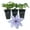 3 Plants, variant on Clematis Bernadine - Live Starter Plant in a 2 Inch Growers Pot - Starter Plants Ready for The Garden - Rare Clematis for Collectors