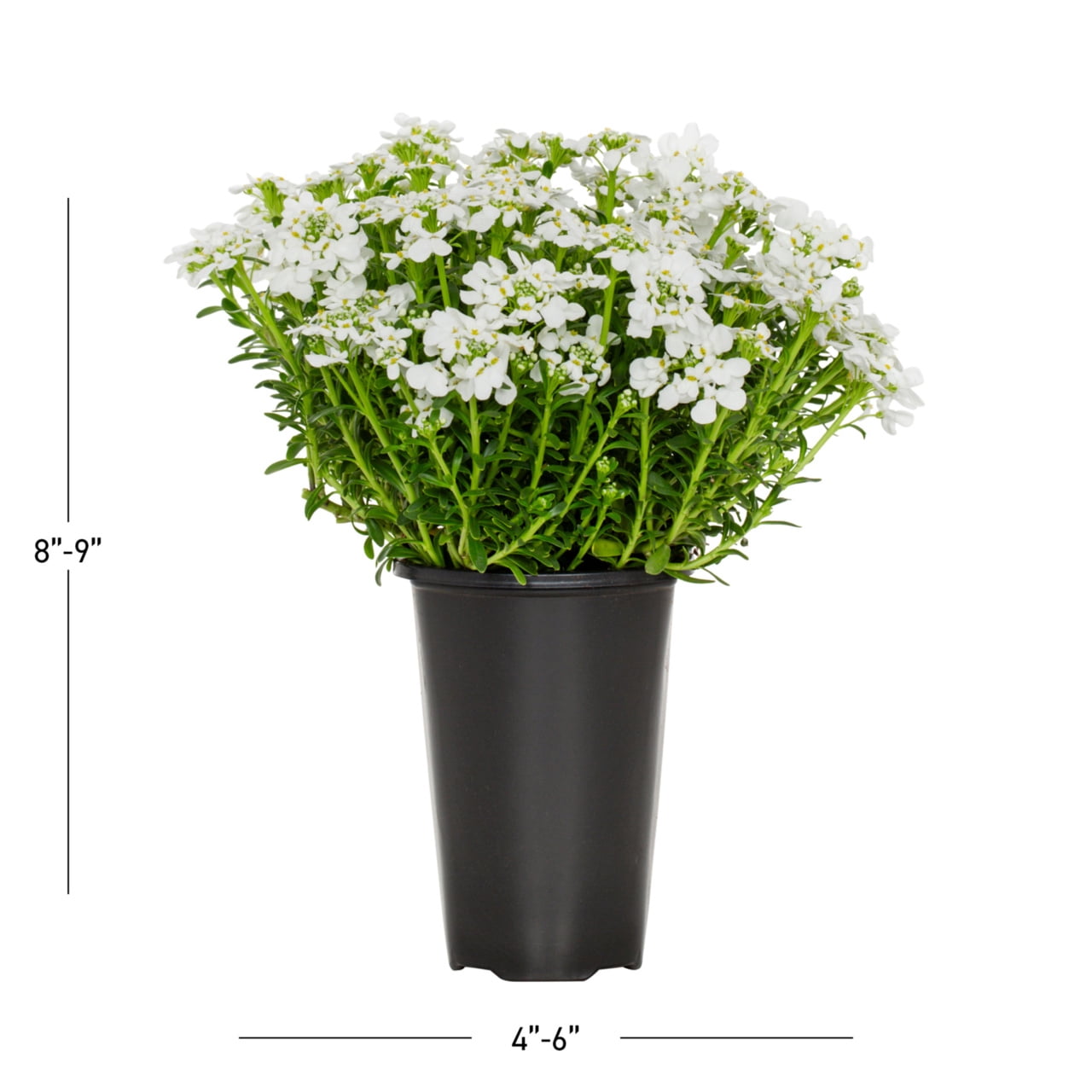 Expert Gardener White Iberis Live Perennial Plant, Full Sun, 1.5 pt