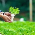 thumbnail image 4 of Kit de cultivo hidropónico fuera de la cesta Jardín de cultivo Macetas de red ranuradas Vainas Tazas Plantas de agua Contenedores de cultivo Accesorios para sistemas de cultivo hidropónico, 4 of 5