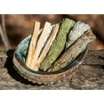 thumbnail image 4 of Abalone Shell Smudging Bowl Seashell Incense Burner, 5-6 Inches, 4 of 5