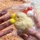 thumbnail image 3 of Fidget Toy Hecho A Mano Felpa Simulación Pollo Suaves para Adultos Amarillo, 3 of 9