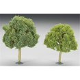 thumbnail image 1 of Oak Trees 4.5"-5"/2pc, 1 of 2