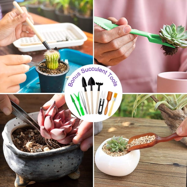 succulents that hang Hanging Mixed Succulent Terrarium