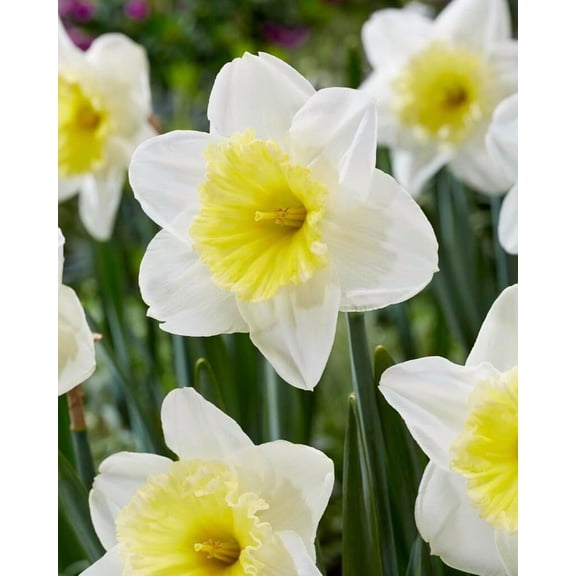 Ice Follies Daffodil Bulbs for Planting Beautiful White Blooms 5 Bulbs