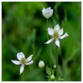 thumbnail image 1 of Everwilde Farms - 1 lb Tall Thimbleweed Native Wildflower Seeds - Gold Vault Bulk Seed Packet, 1 of 3