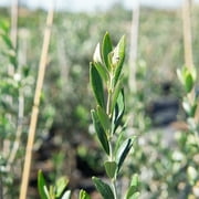 2-3ft Arbequina Olive Tree - Edible Olives - Self Pollinating