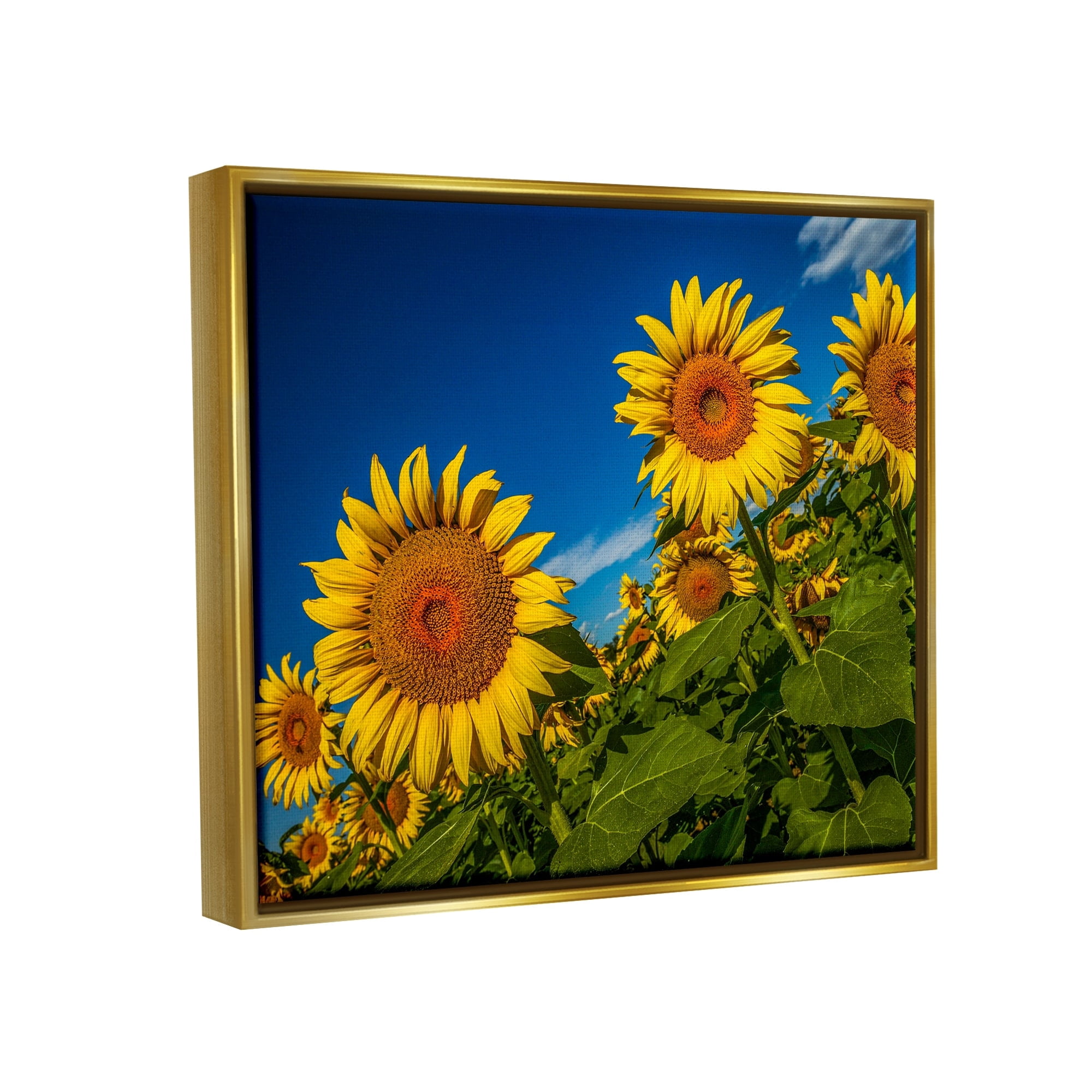 Stupell Industries Gorgeous Sunflower Field Summery Blue Clouds Sky Photograph Metallic Gold Floating Framed Canvas Print Wall Art, Design by Steve Smith