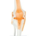 thumbnail image 6 of Axis Scientific Functional Knee Joint Anatomy Model Set Includes Flexible Skeletal Knee Joint Model, Knee Joint Cross Section Model and Product Manuals, 2 Pack, 6 of 7