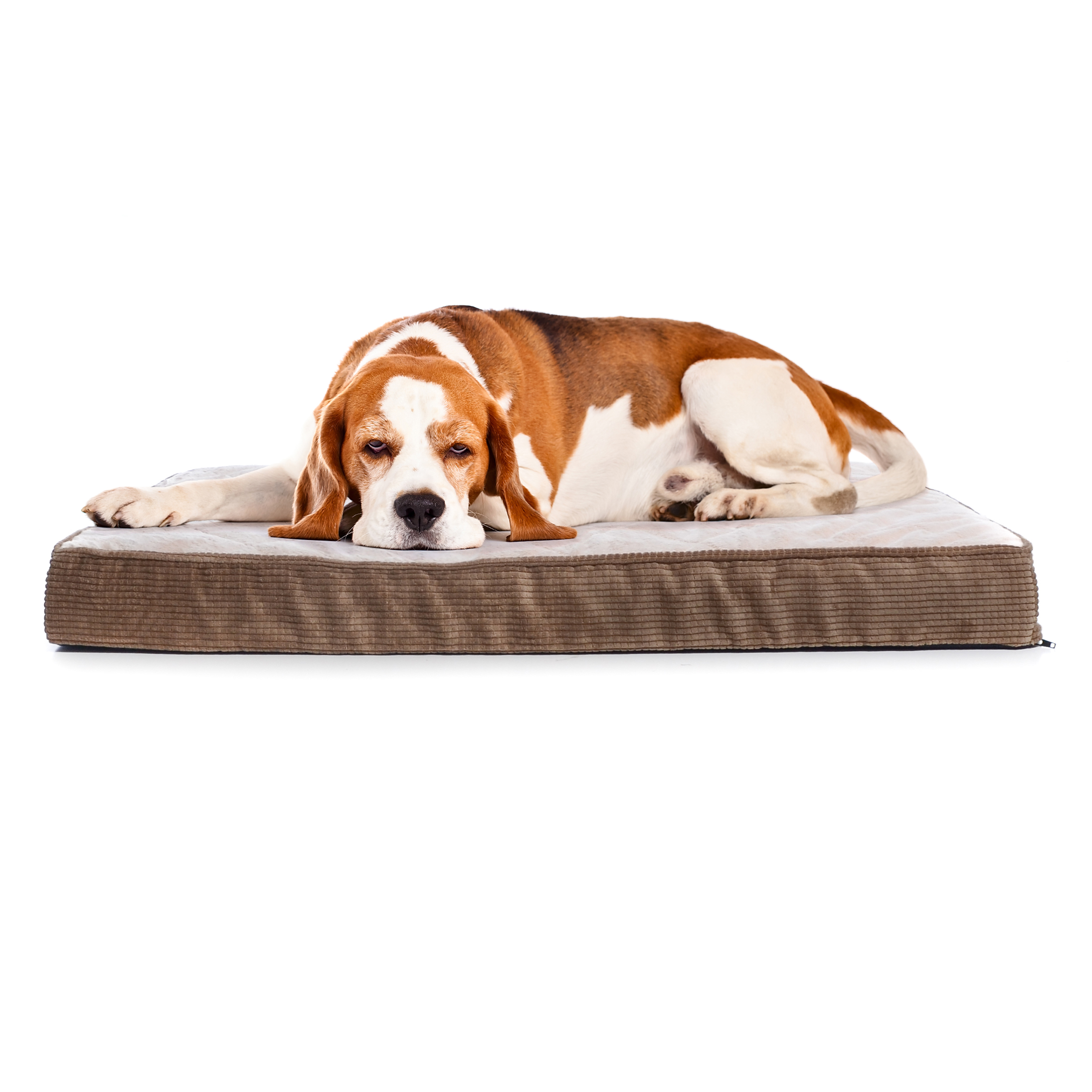 Milliard Quilted Padded Orthopedic Dog Bed, Egg Crate Foam with Plush Pillow Top Washable Cover (41 inches x 27 inches x 4 inches) - image 5 of 7