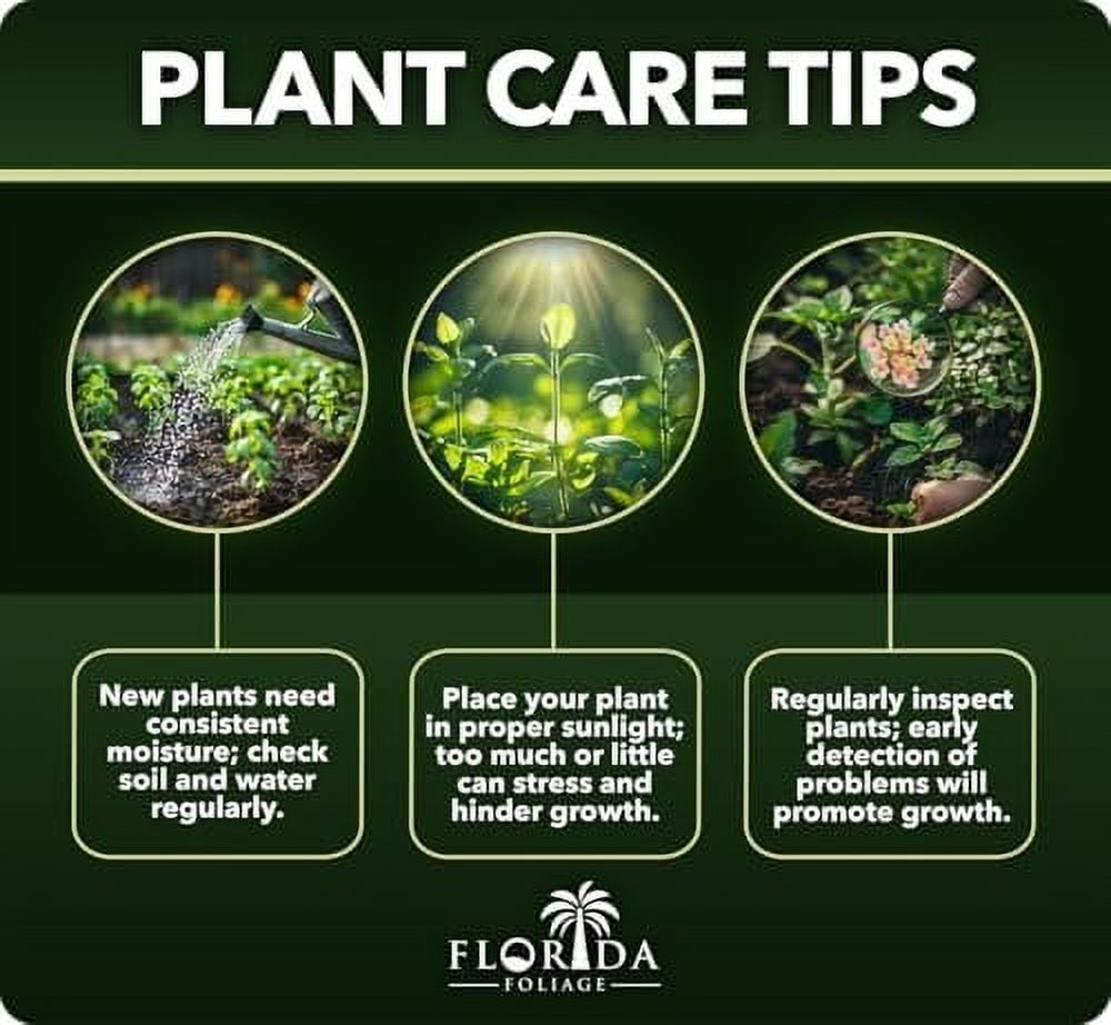 Fern Sprengeri  30 Live Plants  Asparagus Densiflorus  Evergreen Ornamental Fern  Lush Green Foliage for Hanging Baskets & Borders
