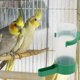 thumbnail image 3 of 12 dispensadores de agua para loros, comederos y bebederos automáticos para pájaros, accesorios para jaulas de pájaros, periquitos, palomas y mascotas, 3 of 8