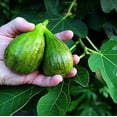 thumbnail image 4 of Brown Turkey Edible Fig Plant - Ficus carica - Sweet - 4" Pot, 4 of 4
