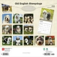 thumbnail image 2 of Old English Sheepdogs | 2026 12x24" (Hanging) Square Wall Calendar | BrownTrout, 2 of 9