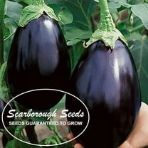 Scarborough Seeds (Solanum melongena) Black Beauty Eggplant Seeds - 200 Seeds | Non-GMO | Vegetable Seeds USA