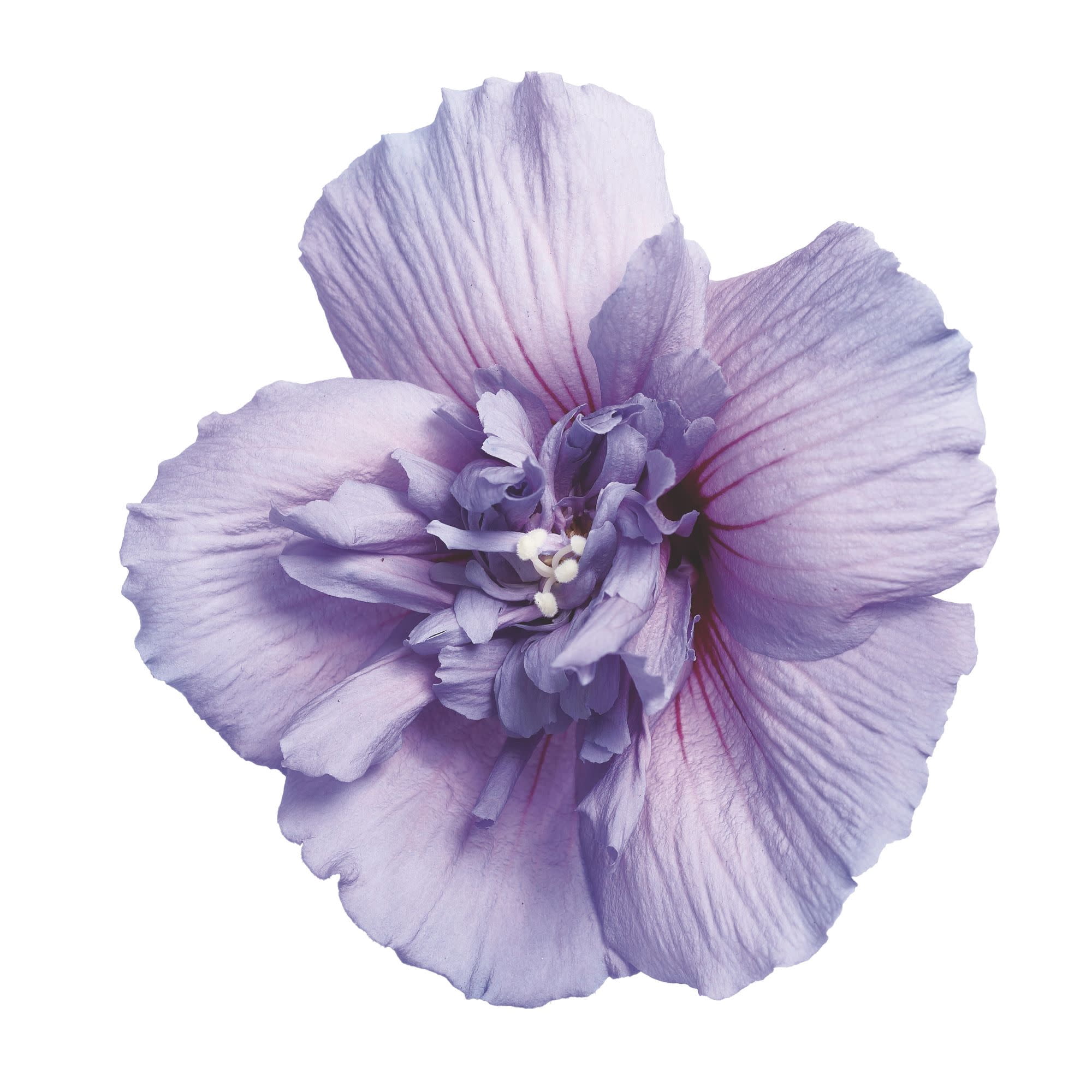 Proven Winners ColorChoice 5" Blue Chiffon Rose of Sharon Live Plant in 4.5" Pot (4 Count)
