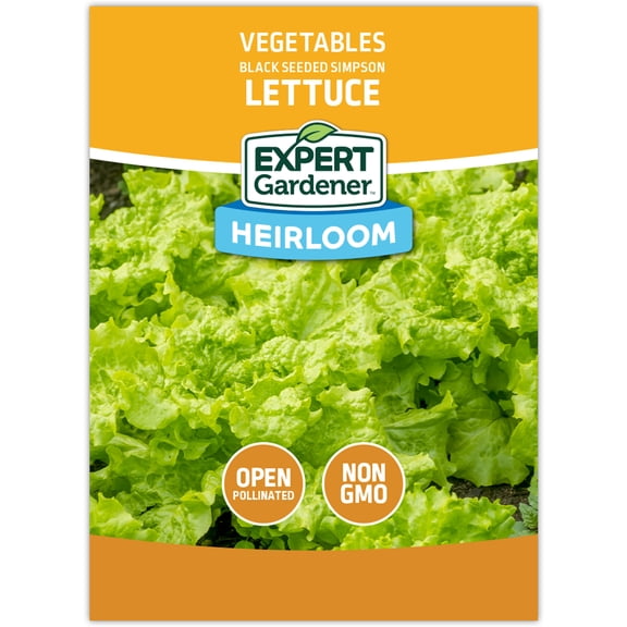 Expert Gardener Black-seeded Simpson Lettuce Vegetable