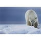 Posterazzi DPI12296503LARGE Ours Polaire Ursus Maritimus - Churchill Manitoba Canada Poster Print by Robert Postma, 38 x 24 - Grand – image 1 sur 1