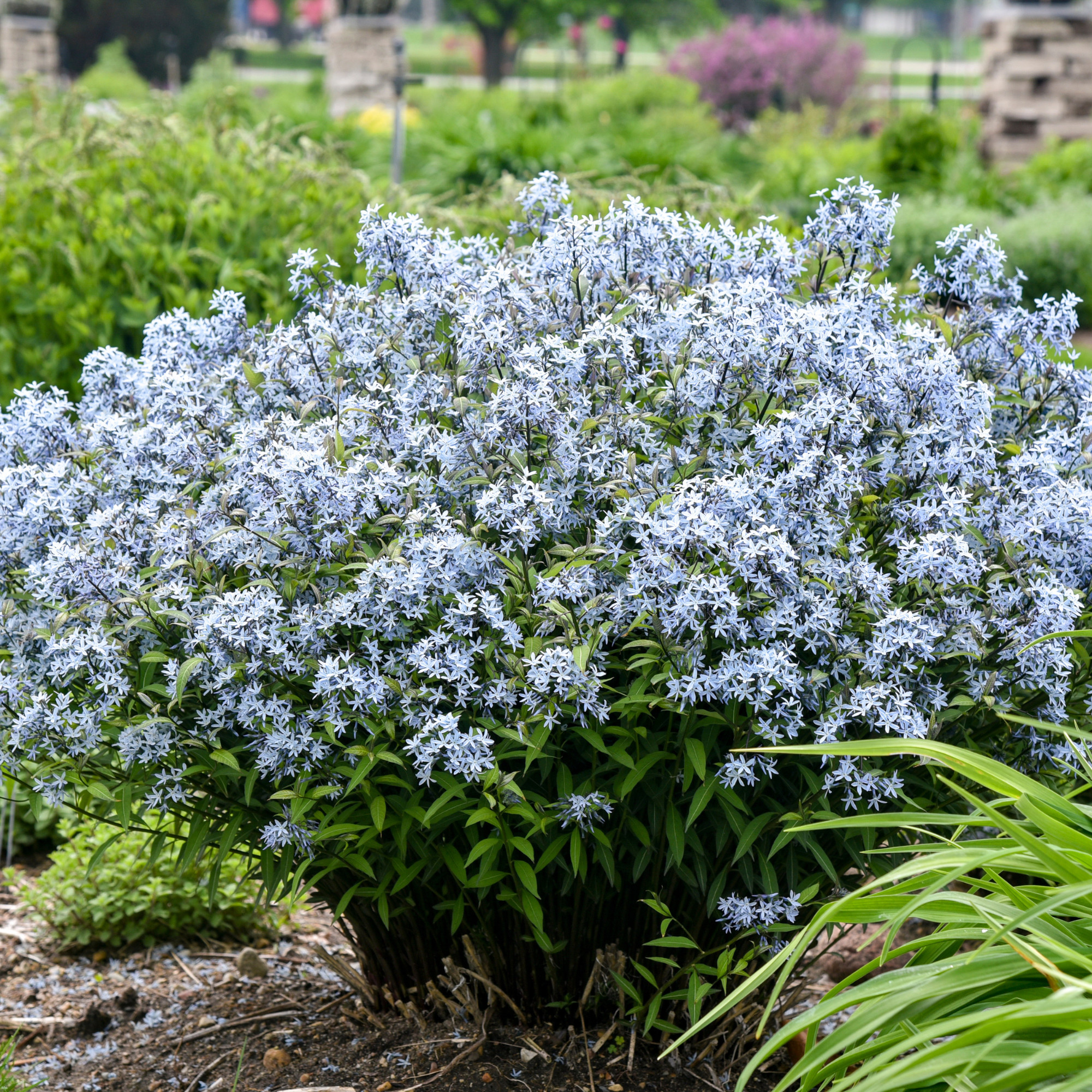 Proven Winners 6" Blue 'Storm Cloud' Bluestar Live Plant in 7.5" Pot