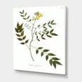thumbnail image 3 of Designart ' Ancient Botanicals XVIII ' Traditional Canvas Wall Art Print, 3 of 4
