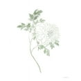 thumbnail image 2 of Kamdon Kreations 15x18 White Modern Wood Framed Museum Art Print Titled - If Love was a Flower, 2 of 4