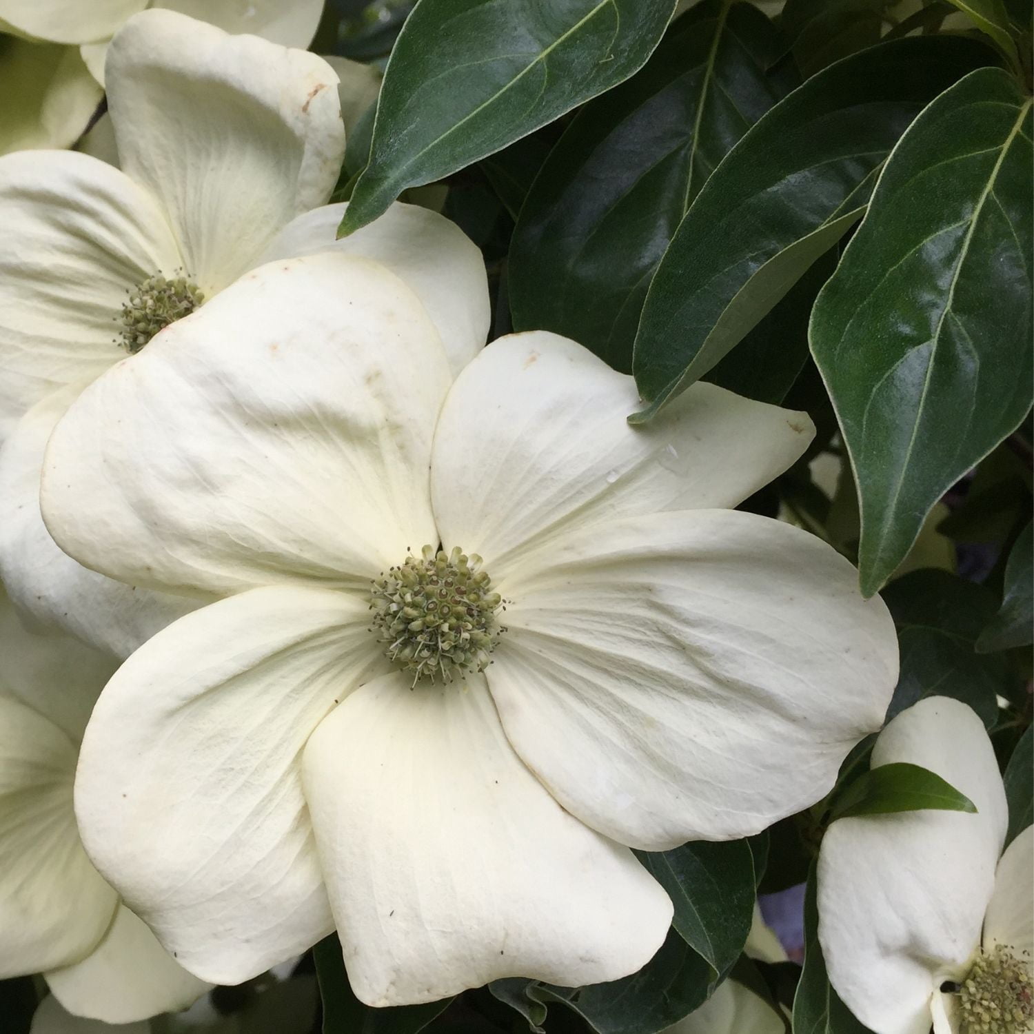 Expert Gardener 2-3' Dogwood Mountain Moon in 1 gal. Grower Pot