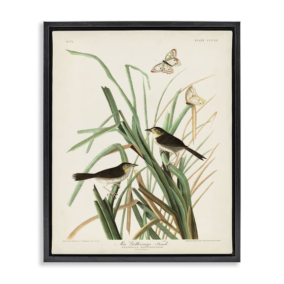 Stupell Industries French Country Traditional Nature Study Black Floating Frame Canvas Art, 17 x 21, by John James Audubon