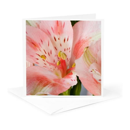 3dRose, Alstroemeria close-up, Marion County, Illinois, 1 Greeting Card with envelope